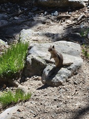 Callospermophilus lateralis lateralis
