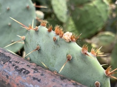 Opuntia orbiculata
