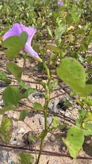 Ipomoea asarifolia