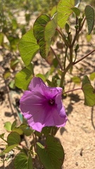 Ipomoea asarifolia