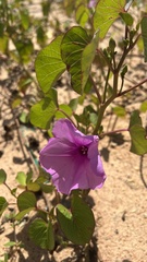 Ipomoea asarifolia
