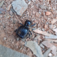 Moluris gibba