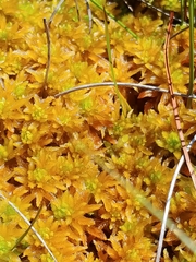 Sphagnum pulchrum