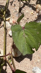 Ipomoea asarifolia