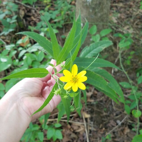 Smith's Sunflower (Helianthus smithiorum)