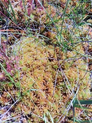 Sphagnum pulchrum