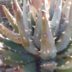 Aloe longistyla