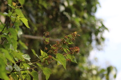 Triumfetta cordifolia