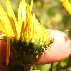 Rhopalomyia grindeliae