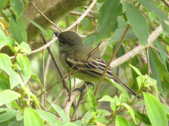 Pachyramphus polychopterus