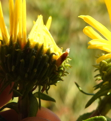 Rhopalomyia grindeliae