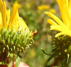 Rhopalomyia grindeliae