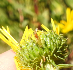 Rhopalomyia grindeliae