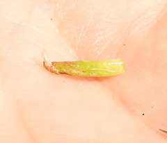 Rhopalomyia grindeliae