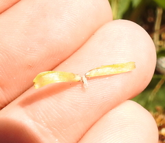 Rhopalomyia grindeliae