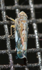 Scaphoideus titanus