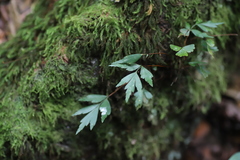 Asplenium tenuicaudatum