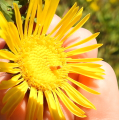 Rhopalomyia grindeliae