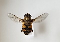 Helophilus neoaffinis