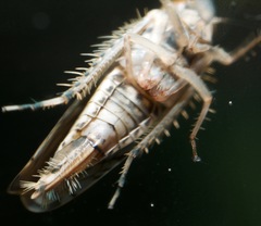 Scaphoideus titanus