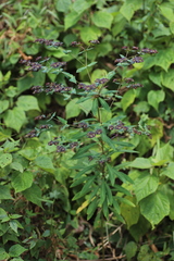 Euphorbia schimperiana