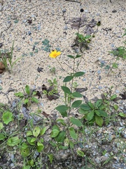 Coreopsis pubescens pubescens