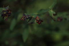 Euphorbia schimperiana