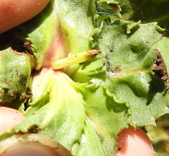 Rhopalomyia grindeliae