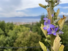 Campanula pyramidalis