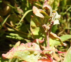 Hayhurstia atriplicis