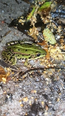 Pelophylax