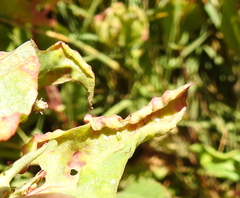 Hayhurstia atriplicis