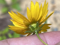 Coreopsis pubescens pubescens