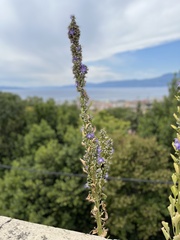 Campanula pyramidalis