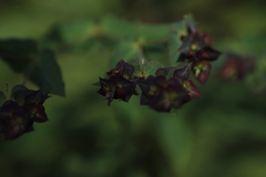 Euphorbia schimperiana