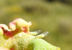 Hayhurstia atriplicis