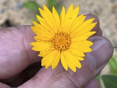 Coreopsis pubescens pubescens