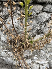 Campanula pyramidalis