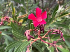 Nerium oleander