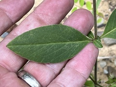 Coreopsis pubescens pubescens