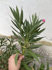 Nerium oleander