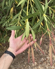 Nerium oleander