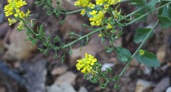 Draba helleriana