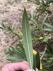 Nerium oleander