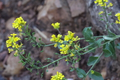 Draba helleriana