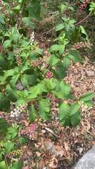 Phytolacca americana