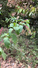 Phytolacca americana
