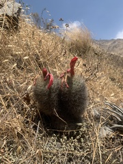 Matucana haynii