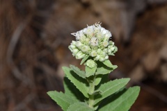 Pluchea foetida foetida