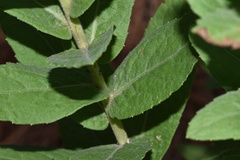 Pluchea foetida foetida